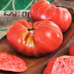 Ντομάτα H καρδιά του βουβαλιού - Beefsteak F1- Solanum lycopersicum, 20 Σπόροι Ντομάτα H καρδιά του βουβαλιού - Beefsteak F1- Solanum lycopersicum, 20 Σπόροι