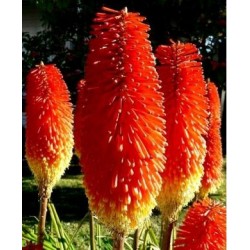 Tritoma "Red Hot Poker"  (Λυχναράκι της Αφρικής) 0,3g σπόροι Tritoma "Red Hot Poker"  (Λυχναράκι της Αφρικής) 0,3g σπόροι