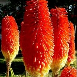 Tritoma "Red Hot Poker"  (Λυχναράκι της Αφρικής) 0,3g σπόροι