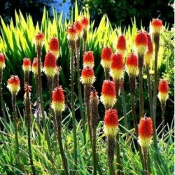 Tritoma "Red Hot Poker"  (Λυχναράκι της Αφρικής) 0,3g σπόροι