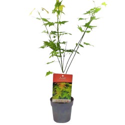 Ιαπωνικό Πλατάνι Acer Palmatum Orange Dream Ιαπωνικό Πλατάνι Acer Palmatum Orange Dream