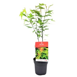 Ιαπωνικό Πλατάνι Acer Palmatum Orange Dream Ιαπωνικό Πλατάνι Acer Palmatum Orange Dream