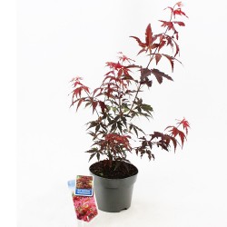 Ιαπωνικό Πλατάνι Acer Palmatum Atropurpureum Ιαπωνικό Πλατάνι Acer Palmatum Atropurpureum