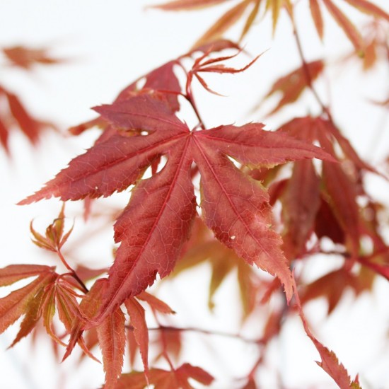 Ιαπωνικό Πλατάνι - Acer Palmatum Atropurpureum'