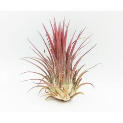 Αερόφυτο Tillandsia Ionantha