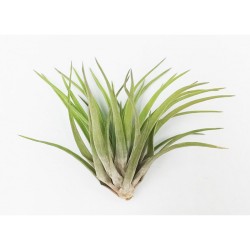 Αερόφυτο Tillandsia Multiflora