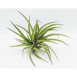Αερόφυτο Tillandsia Multiflora Αερόφυτο Tillandsia Multiflora