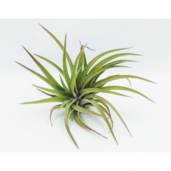 Αερόφυτο Tillandsia Multiflora