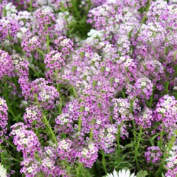 Άλυσσος μωβ νάνος πακέτο σπόρων 0,8 γραμ. Άλυσσος μωβ νάνος πακέτο σπόρων 0,8 γραμ.