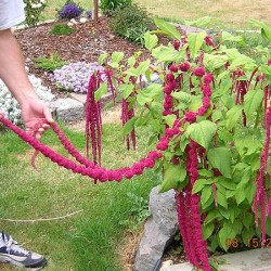 Αμάρανθος 2γρ Σποροι Αμάρανθου  (Love lies bleeding) Αμάρανθος 2γρ Σποροι Αμάρανθου  (Love lies bleeding)