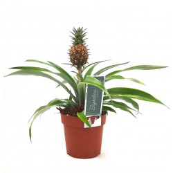 Φυτό Ananas Mi Amigo! Φυτό Ananas Mi Amigo!