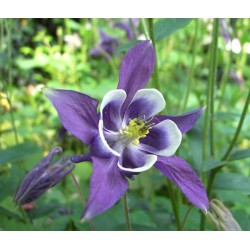 Aquilegia/Ακουιλέγια Careulea Mix / Μείγμα Χρωμάτων Σπόροι 0,30γρ Aquilegia/Ακουιλέγια Careulea Mix / Μείγμα Χρωμάτων Σπόροι 0,30γρ