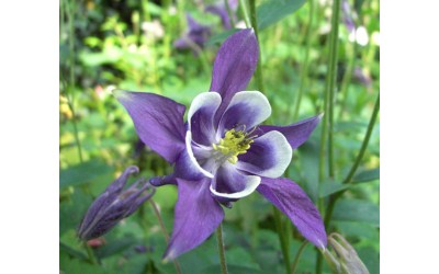 Ακουιλέγια/Aquilegia Οδηγίες Καλλιέργειας Σπόρων