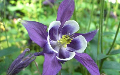 Ακουιλέγια/Aquilegia Οδηγίες Καλλιέργειας Σπόρων Ακουιλέγια/Aquilegia Οδηγίες Καλλιέργειας Σπόρων