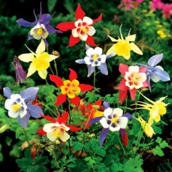 Aquilegia/Ακουιλέγια Careulea Mix / Μείγμα Χρωμάτων Σπόροι 0,30γρ