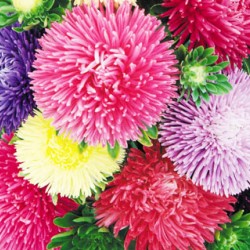 Αστερ Γιγας Καλιφόρνια 1γρ.