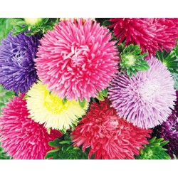 Αστερ Γιγας Καλιφόρνια 1γρ. Αστερ Γιγας Καλιφόρνια 1γρ.