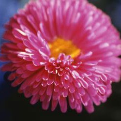 Αστερ Γιγας Καλιφόρνια 1γρ.