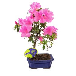 Μπονσάι Rhododendron Αζαλέα - Όμορφα ροζ άνθη!