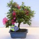Αυθεντικό Μπονσάι Αζαλέα - Rhododendron