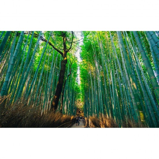 Μπαμπού  (Bamboo) Γίγας - 10 Σπόροι (Dendrocalamus giganteus)