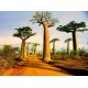 Μπαομπάμπ Δέντρο (Baobab/Adansonia Digitata) 7 Σπόροι Μπαομπάμπ Δέντρο (Baobab/Adansonia Digitata) 7 Σπόροι