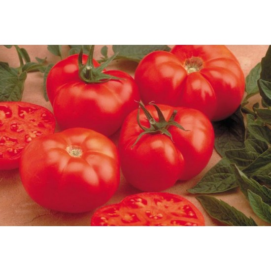 Ντομάτα Beefmaster f1 Μεγάλη 15 Σπόροι Ντομάτα Beefmaster f1 Μεγάλη 15 Σπόροι