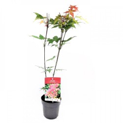 Ιαπωνικό Πλατάνι Acer Palmatum "Beni Maiko" Ιαπωνικό Πλατάνι Acer Palmatum "Beni Maiko"