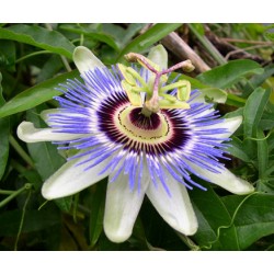 Ρολογιά/Ρολογάκι Πασίφλορα/Blue Passion (passiflora) 0,35γρ Σπόροι Ρολογιά/Ρολογάκι Πασίφλορα/Blue Passion (passiflora) 0,35γρ Σπόροι