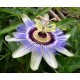 Ρολογιά/Ρολογάκι Πασίφλορα/Blue Passion (passiflora) 0,35γρ Σπόροι