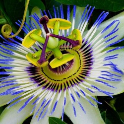Ρολογιά/Ρολογάκι Πασίφλορα/Blue Passion (passiflora) 0,35γρ Σπόροι Ρολογιά/Ρολογάκι Πασίφλορα/Blue Passion (passiflora) 0,35γρ Σπόροι