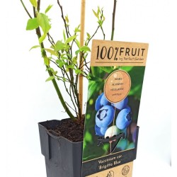 Μύρτιλο Vaccinium corymbosum 'Brigitta Blue'