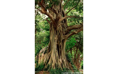 Bohdi Tree - Το Άγιο Δέντρο (FicusReligiosa) Οδηγίες Καλλιέργειας Σπόρων