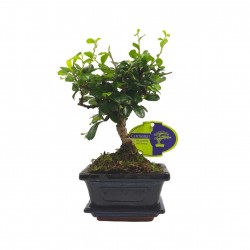 Αυθεντικό Μπονσάι Carmona Baby