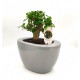 Σύνθεση bonsai Carmona με κασπώ γκρι Φ19x25 εκ. Ύψος!