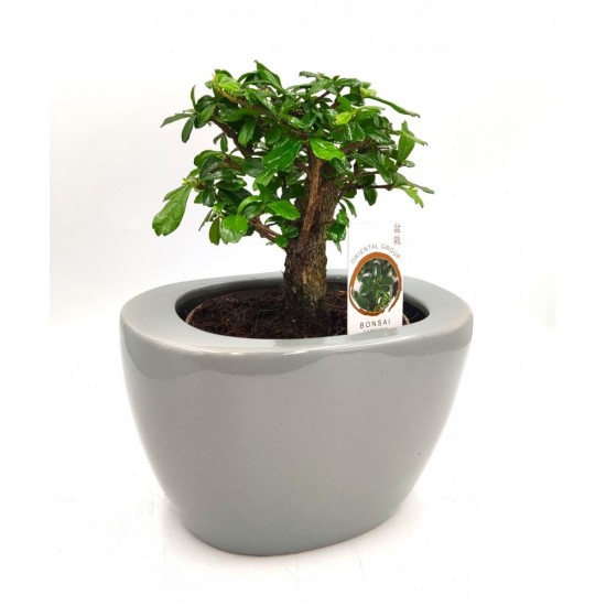 Σύνθεση bonsai Carmona με κασπώ γκρι Φ19x25 εκ. Ύψος!