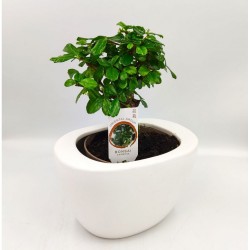 Σύνθεση bonsai Carmona με κασπώ λευκό Φ19x25 εκ Ύψος! Σύνθεση bonsai Carmona με κασπώ λευκό Φ19x25 εκ Ύψος!
