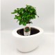 Σύνθεση bonsai Carmona με κασπώ λευκό Φ19x25 εκ Ύψος!