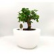 Σύνθεση bonsai Carmona με κασπώ λευκό Φ19x25 εκ Ύψος!