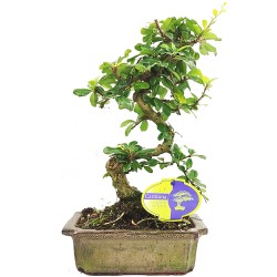 Αυθεντικό Μπονσάι Carmona 30 εκ.