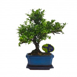 Μπονσάι Δεντράκι Ilex (Άιλεξ) Μπονσάι Δεντράκι Ilex (Άιλεξ)