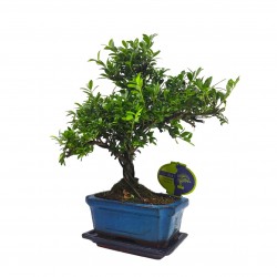 Μπονσάι Δεντράκι Ilex (Άιλεξ) Μπονσάι Δεντράκι Ilex (Άιλεξ)