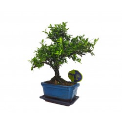 Μπονσάι Δεντράκι Ilex (Άιλεξ) Μπονσάι Δεντράκι Ilex (Άιλεξ)