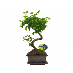 Αυθεντικό Μπονσάι Ligustrum Sinense Αυθεντικό Μπονσάι Ligustrum Sinense