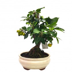 Μπονσάι Μηλιά