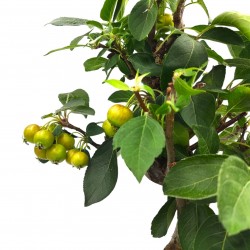 Μπονσάι Μηλιά