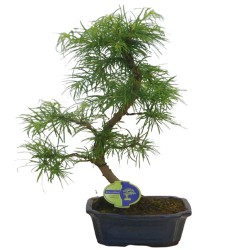 Αυθεντικό Μπονσάι Pseudolarix Αυθεντικό Μπονσάι Pseudolarix