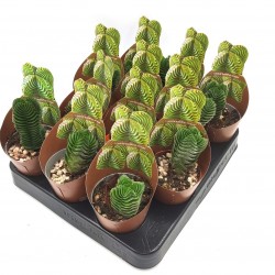 Παχύφυτο Crassula Buddha’s Temple. Παχύφυτο Crassula Buddha’s Temple.