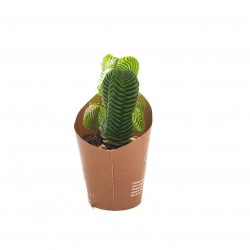 Παχύφυτο Crassula Buddha’s Temple.