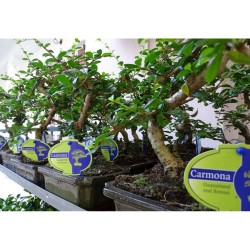 Αυθεντικό Μπονσάι Carmona 30 εκ.
